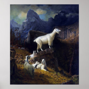 Poster Bierstadt - Chèvres des montagnes rocheuses