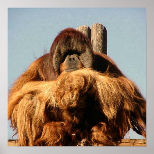 Poster Big Ape (Devant)