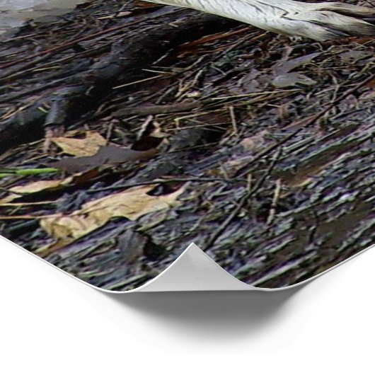 Poster Big Bad Wolf (Coin)