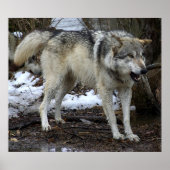 Poster Big Bad Wolf (Devant)