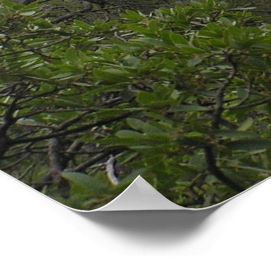 Poster Big Bend Canyon (Coin)