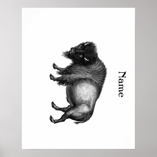 Poster Big Bison Buffalo Thunder-Cove (Devant)