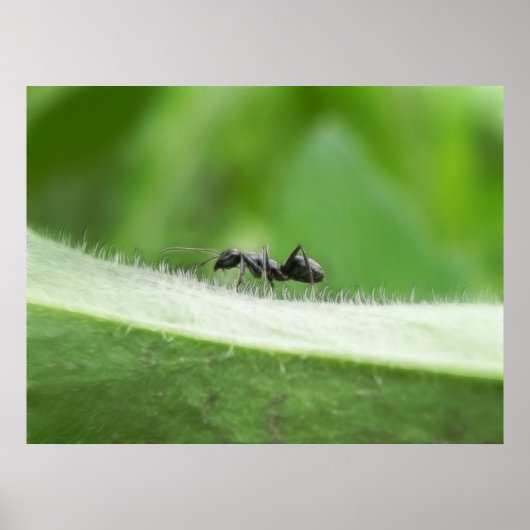 Poster Big Black Ant (Devant)