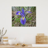 Poster Big Blue Louisiana Iris (Cuisine)