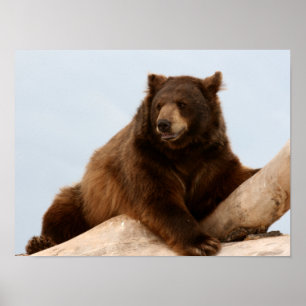 Poster Big Brown Bear on a Log