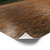 Poster Big Buck Deer (Coin)