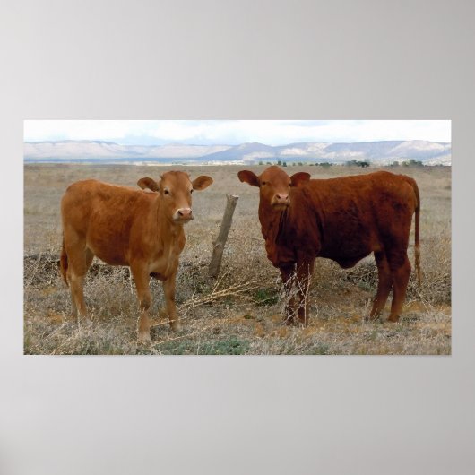 Poster Big Cow Eyes - Red Cattle - Western (Devant)
