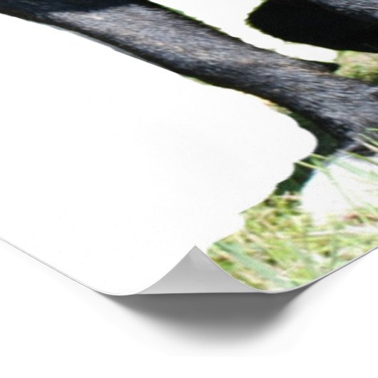 Poster Big Dog (Coin)