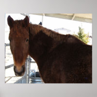 Big Eyes Red Tennessee Walking Horse - TWH