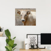 Poster Big Eyes White Charolais Cattle - Ouest (Bureau à domicile)
