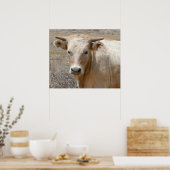 Poster Big Eyes White Charolais Cattle - Ouest (Cuisine)