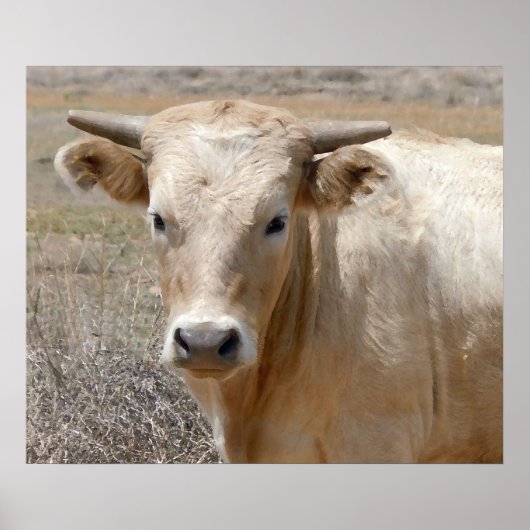 Poster Big Eyes White Charolais Cattle - Ouest (Devant)