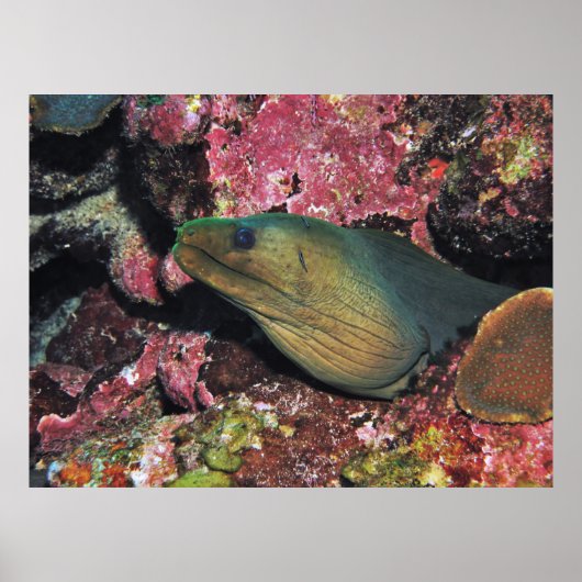 Poster Big Green Moray (Devant)