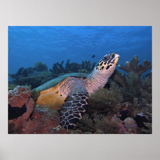 Poster Big Hawksbill of Amed (Devant)