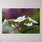 Poster Big Leaf Hydrangea (Devant)