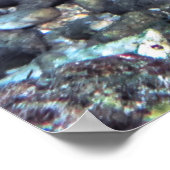 Poster Big Leopard Moray (Coin)