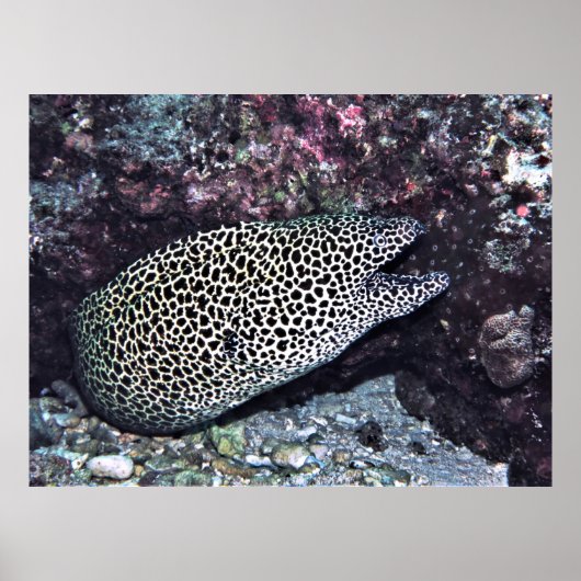 Poster Big Leopard Moray (Devant)