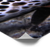 Poster Big Leopard Moray (Coin)