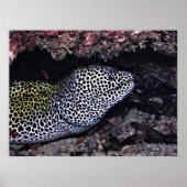 Poster Big Leopard Moray (Devant)
