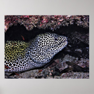 Poster Big Leopard Moray