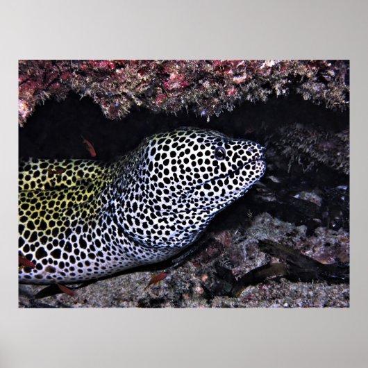 Poster Big Leopard Moray (Devant)