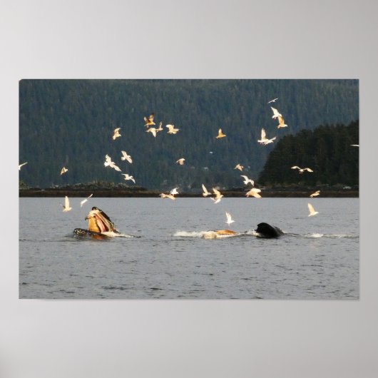 Poster big mouth humpback (Devant)