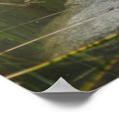 Poster Big Old Bullfrog Pond Nature (Coin)