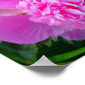 Poster Big Pink Peony (Coin)