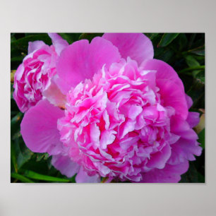 Poster Big Pink Peony
