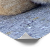 Poster Big Red Tabby (Coin)