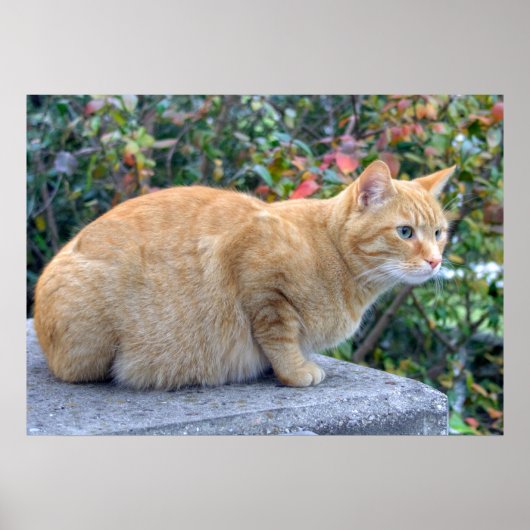 Poster Big Red Tabby (Devant)