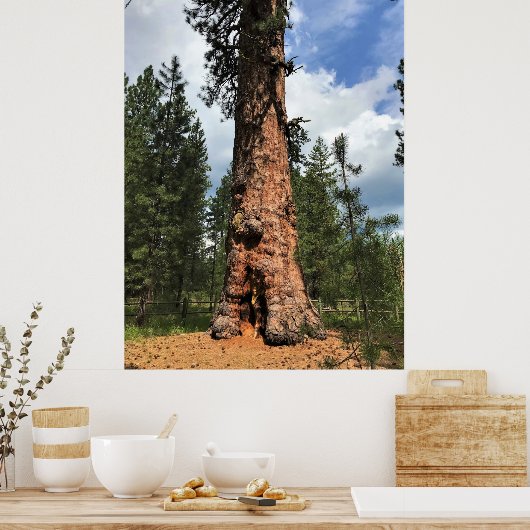 Poster Big Red Tree, La Pine OU (Cuisine)