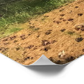 Poster Big Red Tree, La Pine OU (Coin)