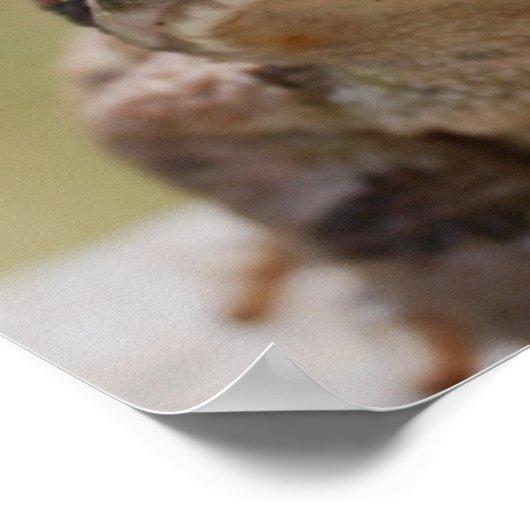 Poster Big Toad (Coin)