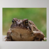 Poster Big Toad (Devant)