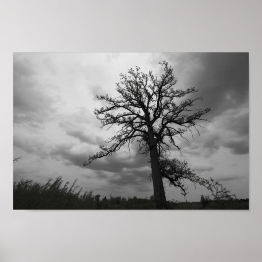 Poster Big Tree, Glacier Ridge Metropark, Dublin, Ohio (Devant)