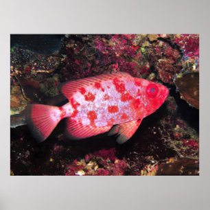 Poster Bigeye