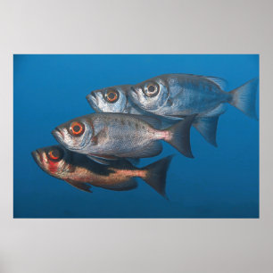 Poster Bigeyes