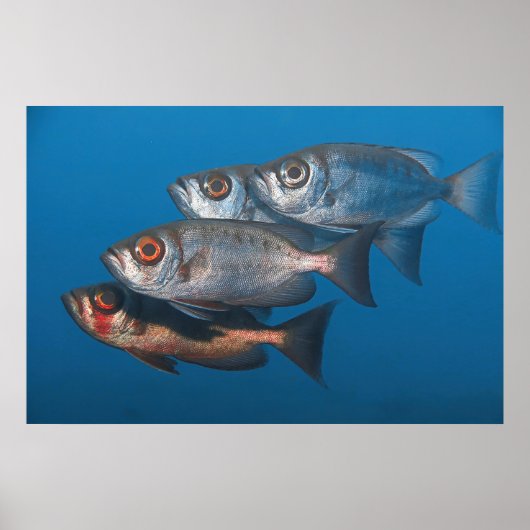 Poster Bigeyes (Devant)