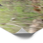 Poster Bigfoot (Coin)