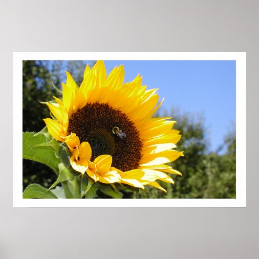 Poster Bigger Sun Flower (Devant)