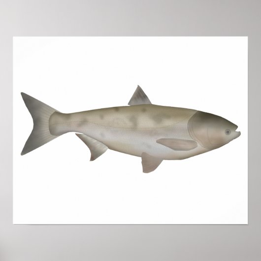 Poster Bighead Carp (Devant)