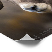 Poster Bighorn Brothers (Coin)