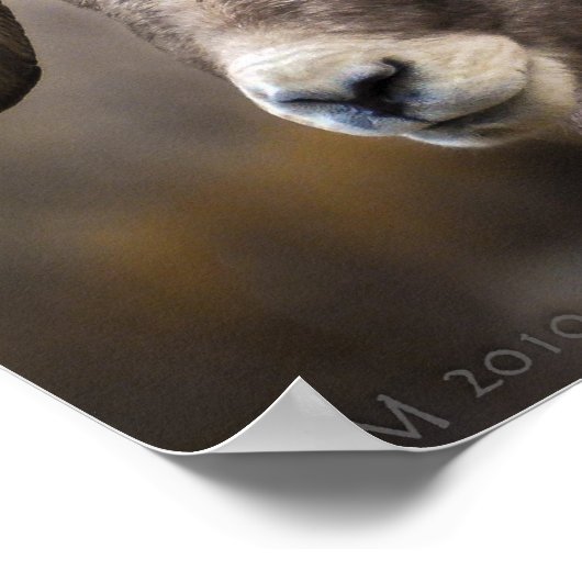 Poster Bighorn Brothers (Coin)