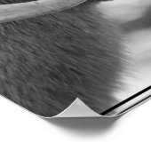 Poster Bighorn Sheep (Coin)