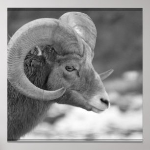Poster Bighorn Sheep