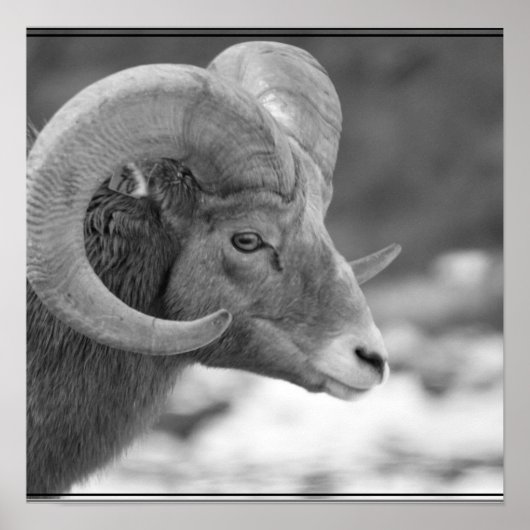 Poster Bighorn Sheep (Devant)