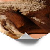 Poster Bighorn Sheep (Coin)