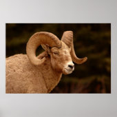 Poster Bighorn Sheep (Devant)