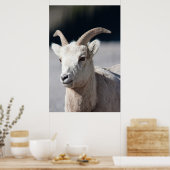 Poster Bighorn Sheep (Cuisine)